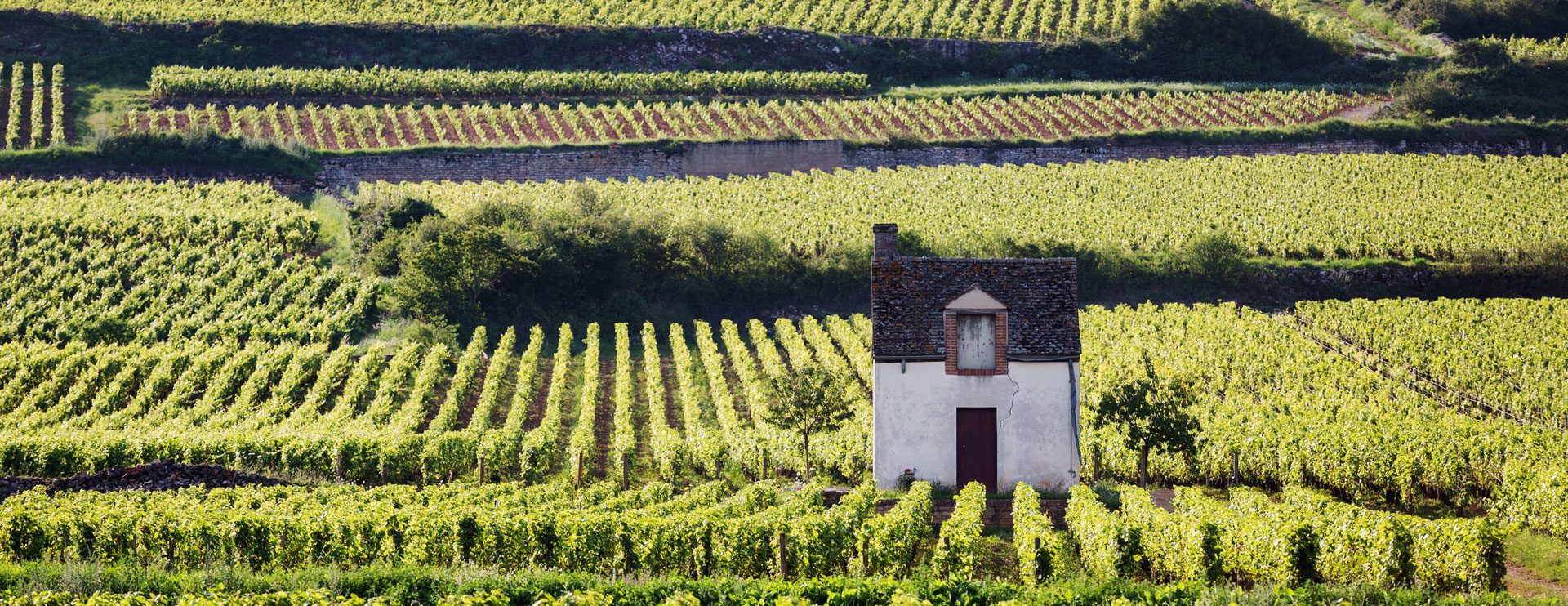 VIgnes de Pommard (Bourgogne)